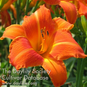 Daylily Orange Vols